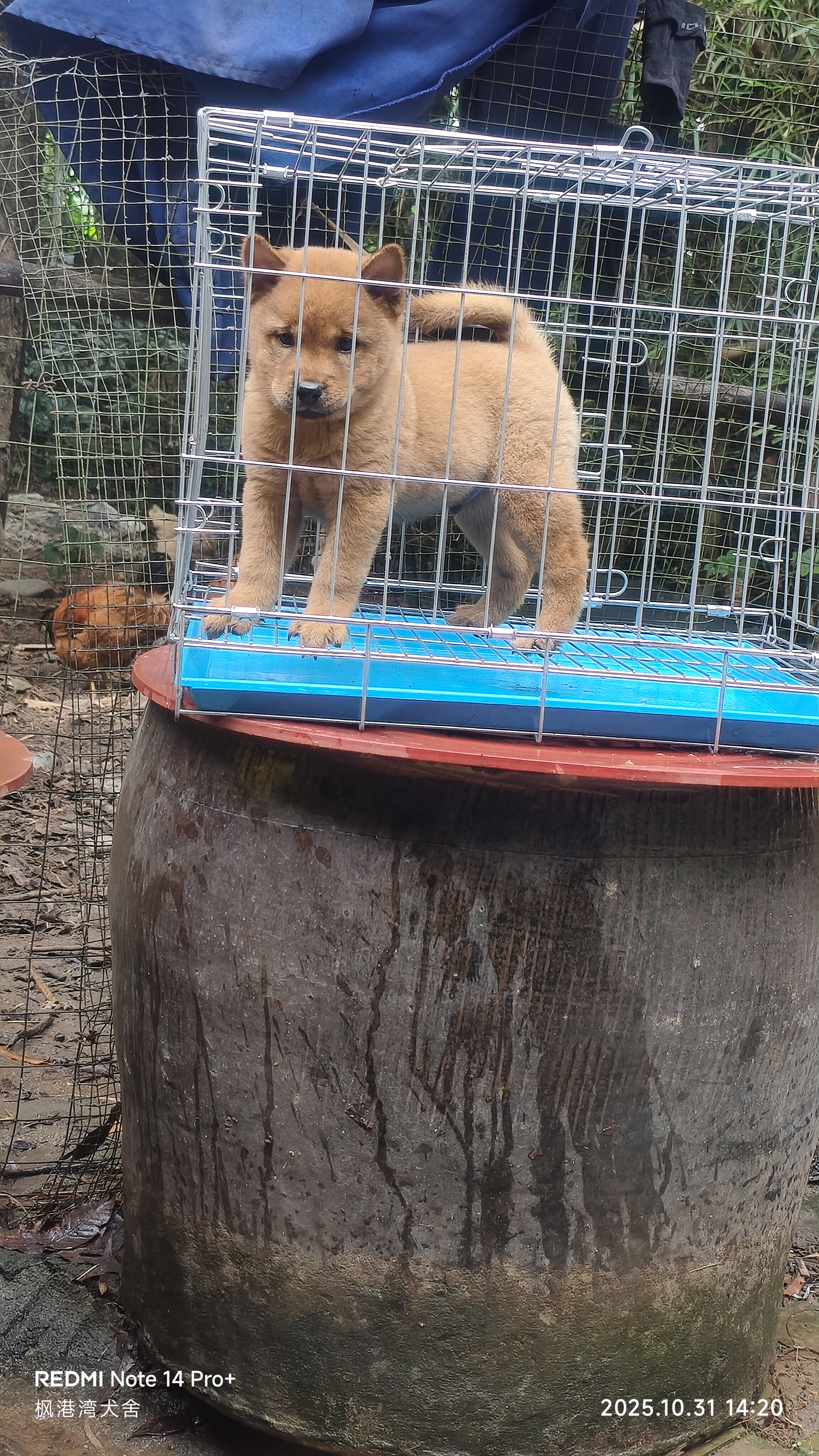 中华田园犬大黄